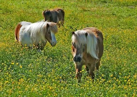 305 - & - Ponyhof & Streichelzoo - #allgaeuresidenz Wiggensbach