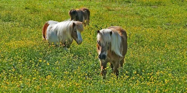 305 - & - Ponyhof & Streichelzoo - #allgaeuresidenz Wiggensbach
